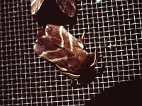 Eastern Tent Caterpillar Moth